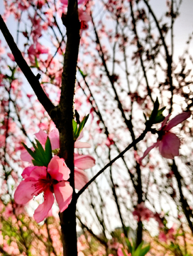 春暖花开