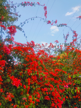 叶子花