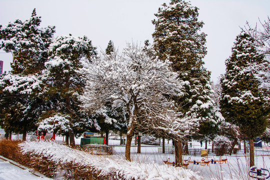 挂着雪花的树木松树与雪地
