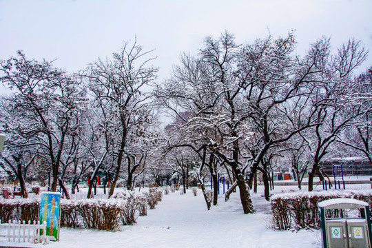 一片树枝枝头披雪的树林与雪地