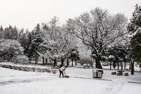 枝头枝杆挂着雪花的树林与广场