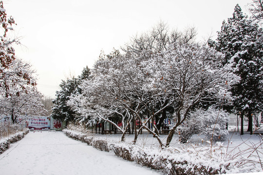 枝头枝杆披着雪花的树林与小路