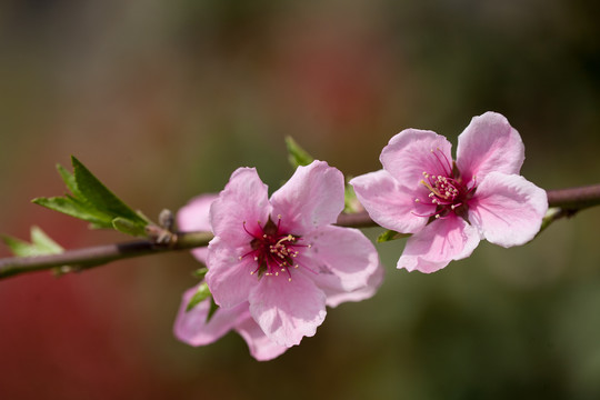 桃花