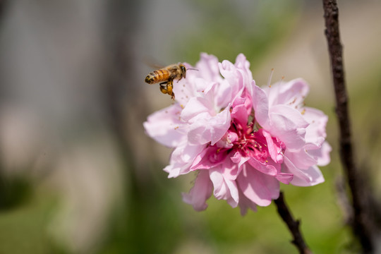 蜜蜂与花