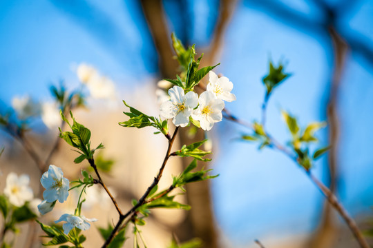 樱花