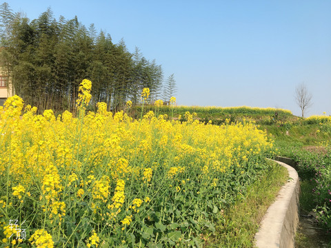 油菜花