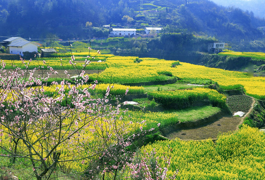 油菜花三