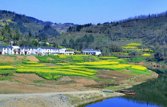 油菜花四