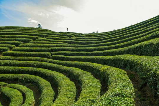 茶园风景