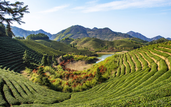 高山茶园