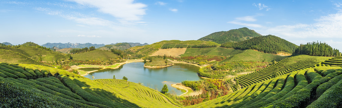 武义大圆塘茶园全景