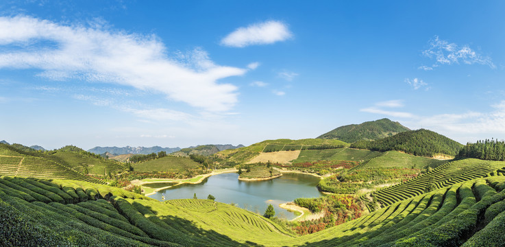 高山茶园