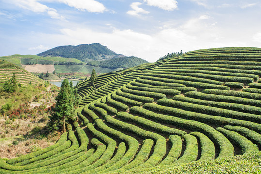 高山茶园