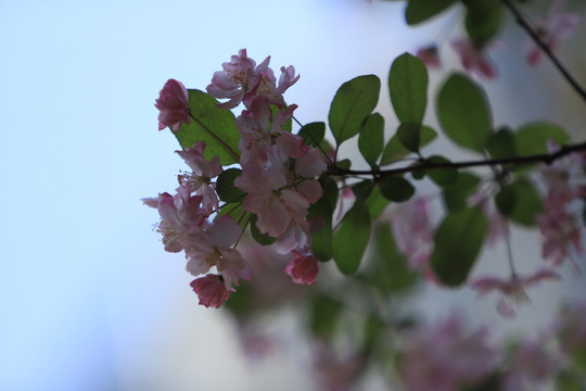 春天绿色嫩芽