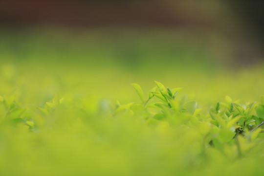 春天绿色嫩芽