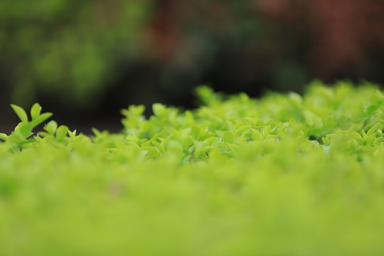 春天绿色嫩芽