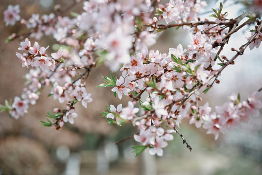 桃花