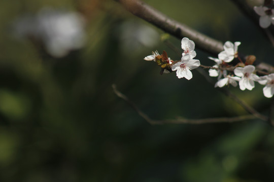 春意盎然