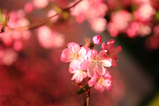 海棠花