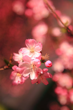 海棠花