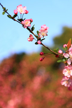 海棠花