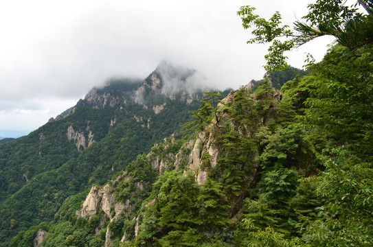 王顺山松树