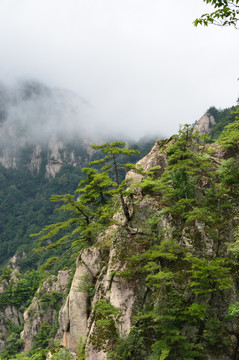 松树