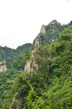 远山松树