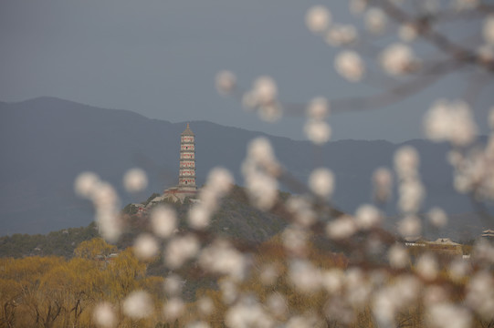 春天桃花映衬下的北京西山玉泉塔