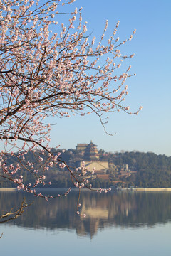 春天的北京颐和园山桃花盛开