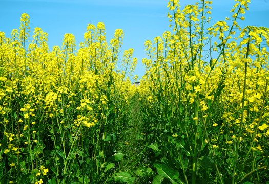 油菜花