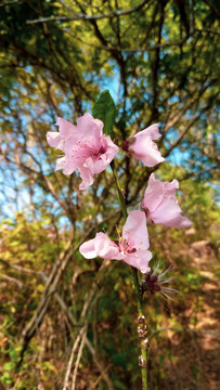 桃花