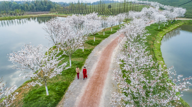 樱花小道