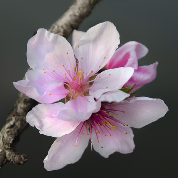 粉红桃花特写