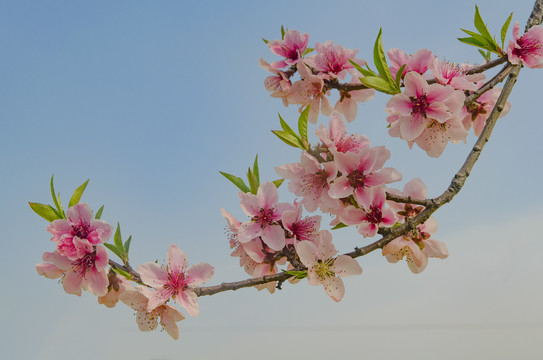 蓝白天空纯美桃花