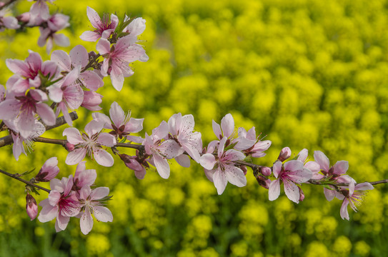 油菜花背景枝头桃花