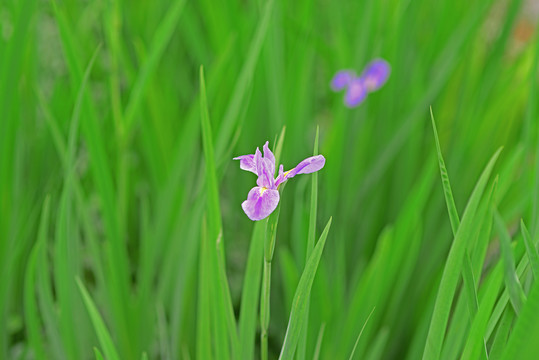 玉蝉花