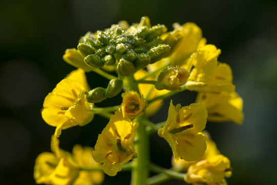 油菜花