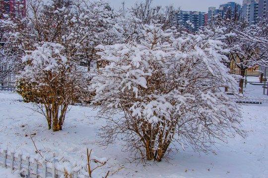 挂着雪花的两株树丛与雪地