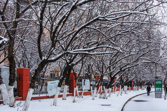 湾湾的人行路与一排树木雪景