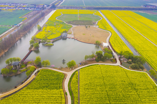 常阴沙花海