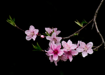 桃花