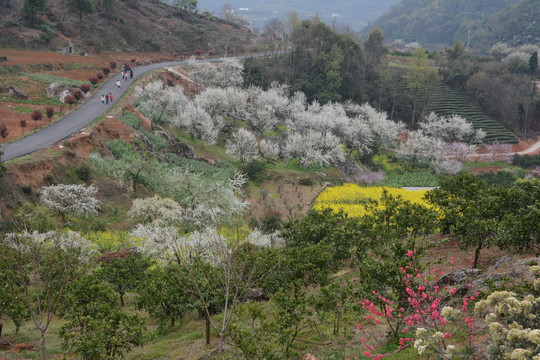 桃李满山