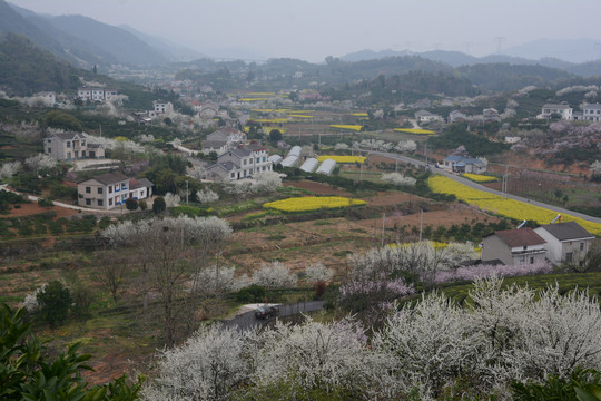 桃李花开