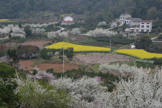 桃李花开