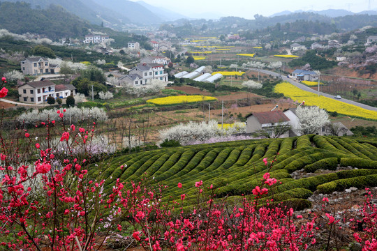 桃李花开