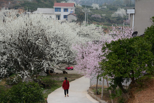 桃李花开