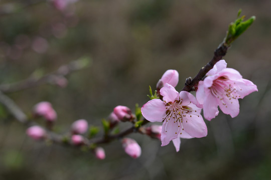 桃花