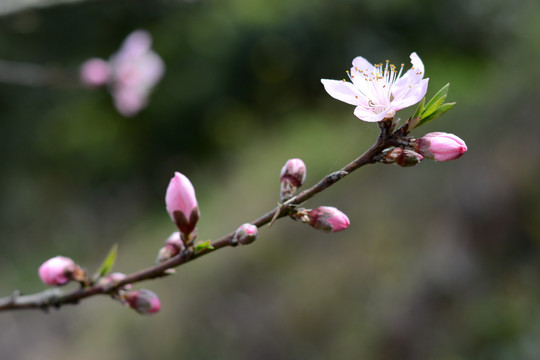 桃花