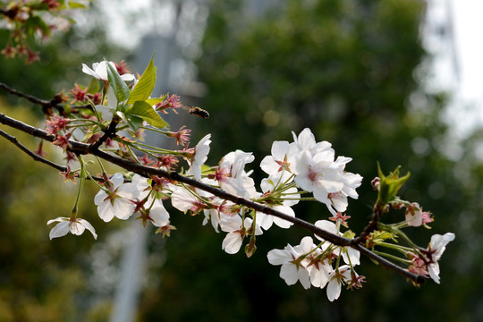 樱花